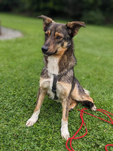 FRANKLIN, Hund, Mischlingshund in Overath - Bild 1