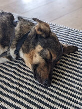 FRANKLIN, Hund, Mischlingshund in Overath - Bild 2