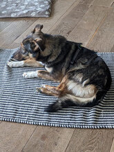 FRANKLIN, Hund, Mischlingshund in Overath - Bild 3