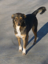 FRANKLIN, Hund, Mischlingshund in Overath - Bild 5
