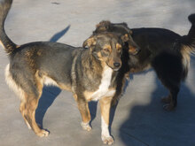FRANKLIN, Hund, Mischlingshund in Overath - Bild 6