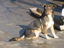 FRANKLIN, Hund, Mischlingshund in Overath - Bild 7