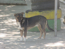 FRANKLIN, Hund, Mischlingshund in Overath - Bild 8