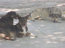 FRANKLIN, Hund, Mischlingshund in Overath - Bild 9