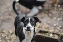 JULY, Hund, Mischlingshund in Bulgarien - Bild 1