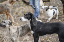 JULY, Hund, Mischlingshund in Bulgarien - Bild 4