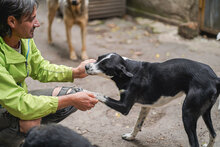 JULY, Hund, Mischlingshund in Bulgarien - Bild 5