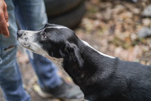 JULY, Hund, Mischlingshund in Bulgarien - Bild 6