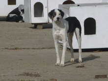 JACO, Hund, Mischlingshund in Bulgarien - Bild 10