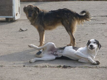 JACO, Hund, Mischlingshund in Bulgarien - Bild 11