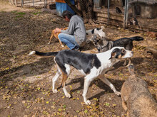 JACO, Hund, Mischlingshund in Bulgarien - Bild 12