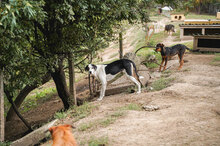 JACO, Hund, Mischlingshund in Bulgarien - Bild 13