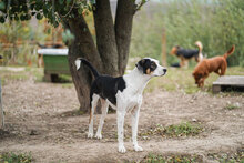 JACO, Hund, Mischlingshund in Bulgarien - Bild 14