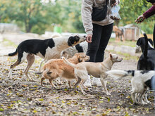 JACO, Hund, Mischlingshund in Bulgarien - Bild 15