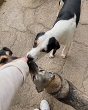 JACO, Hund, Mischlingshund in Bulgarien - Bild 16