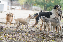 JACO, Hund, Mischlingshund in Bulgarien - Bild 17