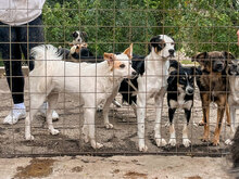 JACO, Hund, Mischlingshund in Bulgarien - Bild 18