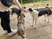 JACO, Hund, Mischlingshund in Bulgarien - Bild 19