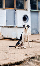 JACO, Hund, Mischlingshund in Bulgarien - Bild 6