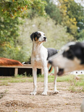 JACO, Hund, Mischlingshund in Bulgarien - Bild 7