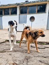 JACO, Hund, Mischlingshund in Bulgarien - Bild 8