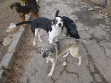 JACO, Hund, Mischlingshund in Bulgarien - Bild 9