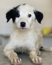 TULA, Hund, Mischlingshund in Griechenland - Bild 2