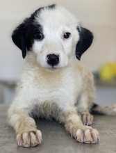 TULA, Hund, Mischlingshund in Griechenland - Bild 4