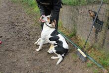 ARNAU, Hund, Berner Laufhund-Mix in Italien - Bild 11