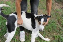 ARNAU, Hund, Berner Laufhund-Mix in Italien - Bild 13