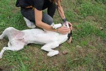 ARNAU, Hund, Berner Laufhund-Mix in Italien - Bild 16