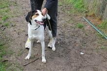 ARNAU, Hund, Berner Laufhund-Mix in Italien - Bild 17