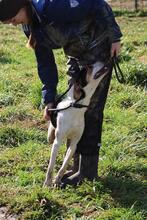 ARNAU, Hund, Berner Laufhund-Mix in Italien - Bild 2