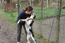 ARNAU, Hund, Berner Laufhund-Mix in Italien - Bild 26