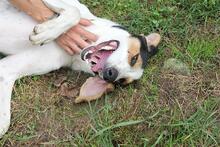 ARNAU, Hund, Berner Laufhund-Mix in Italien - Bild 27