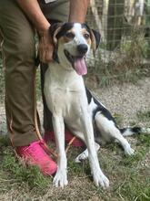 ARNAU, Hund, Berner Laufhund-Mix in Italien - Bild 28