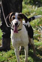 ARNAU, Hund, Berner Laufhund-Mix in Italien - Bild 3