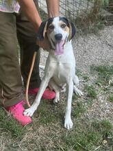 ARNAU, Hund, Berner Laufhund-Mix in Italien - Bild 30