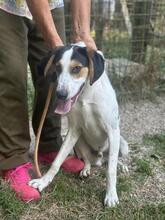 ARNAU, Hund, Berner Laufhund-Mix in Italien - Bild 31