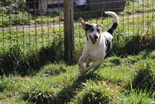 ARNAU, Hund, Berner Laufhund-Mix in Italien - Bild 4