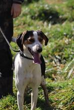 ARNAU, Hund, Berner Laufhund-Mix in Italien - Bild 5