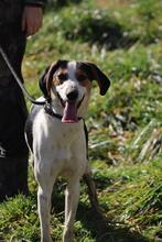 ARNAU, Hund, Berner Laufhund-Mix in Italien - Bild 7