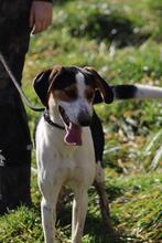 ARNAU, Hund, Berner Laufhund-Mix in Italien - Bild 8