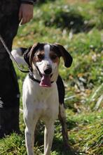 ARNAU, Hund, Berner Laufhund-Mix in Italien - Bild 9