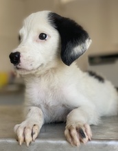 TIANA, Hund, Mischlingshund in Griechenland - Bild 18