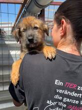 LANZAROTE, Hund, Mischlingshund in Duisburg - Bild 4