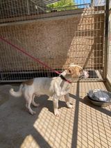 OSKAR, Katze, Mischlingshund in Ungarn - Bild 2