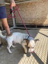 OSKAR, Katze, Mischlingshund in Ungarn - Bild 3