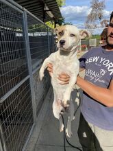 OSKAR, Katze, Mischlingshund in Ungarn - Bild 5