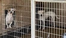OSKAR, Katze, Mischlingshund in Ungarn - Bild 6